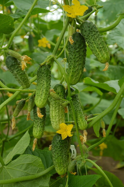 Gurķi Brawo F1, 2 grami