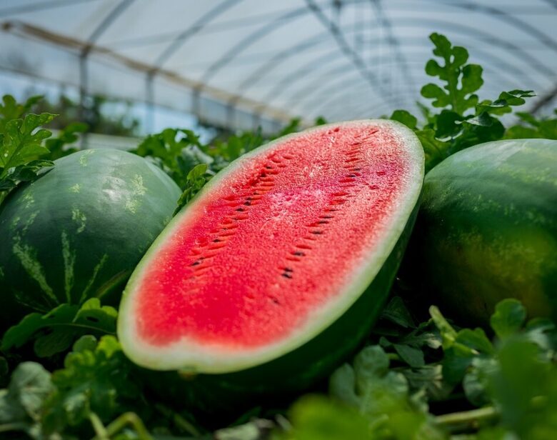 Arbūzi Morgan F1, 10 sēklas