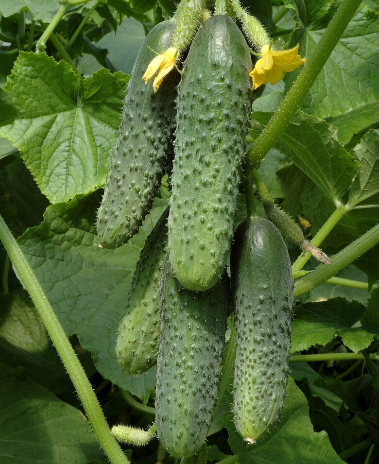 Gurķi Racibor F1, 5 grami