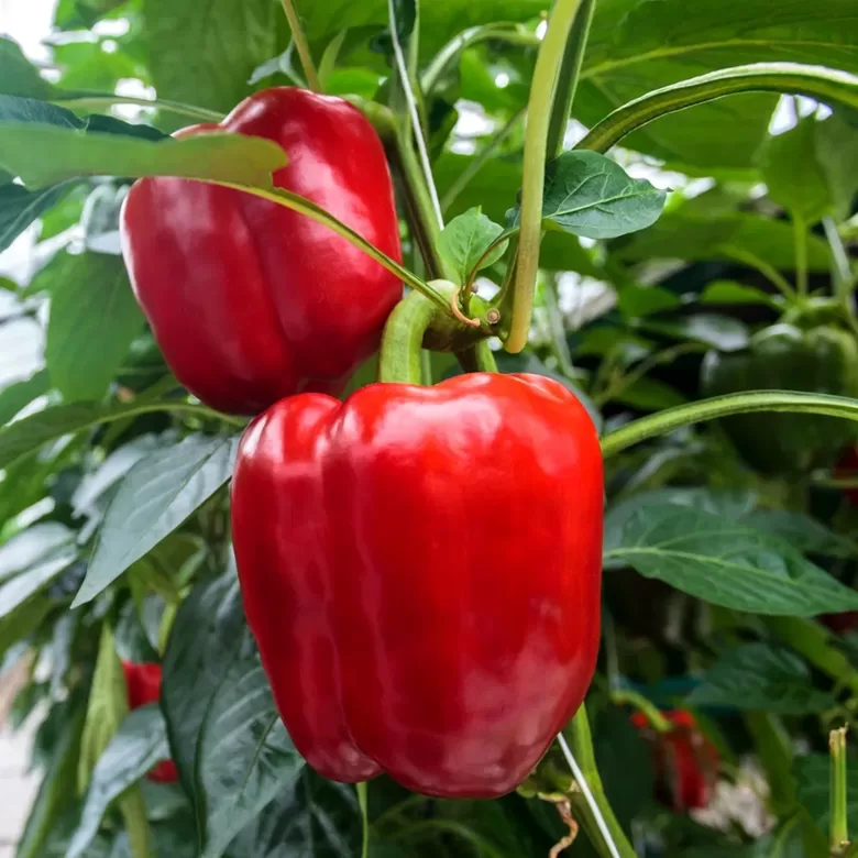 Paprika Robertina, 0.5 grami