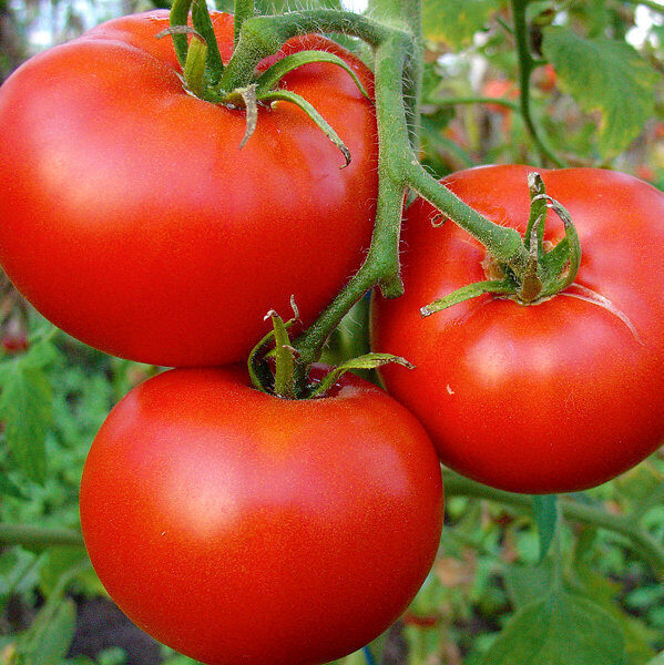 Tomāti Cristal F1, 7 sēklas