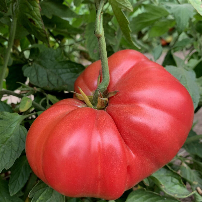 Tomāti Oxheart Bawole Serce, 0.2 grami