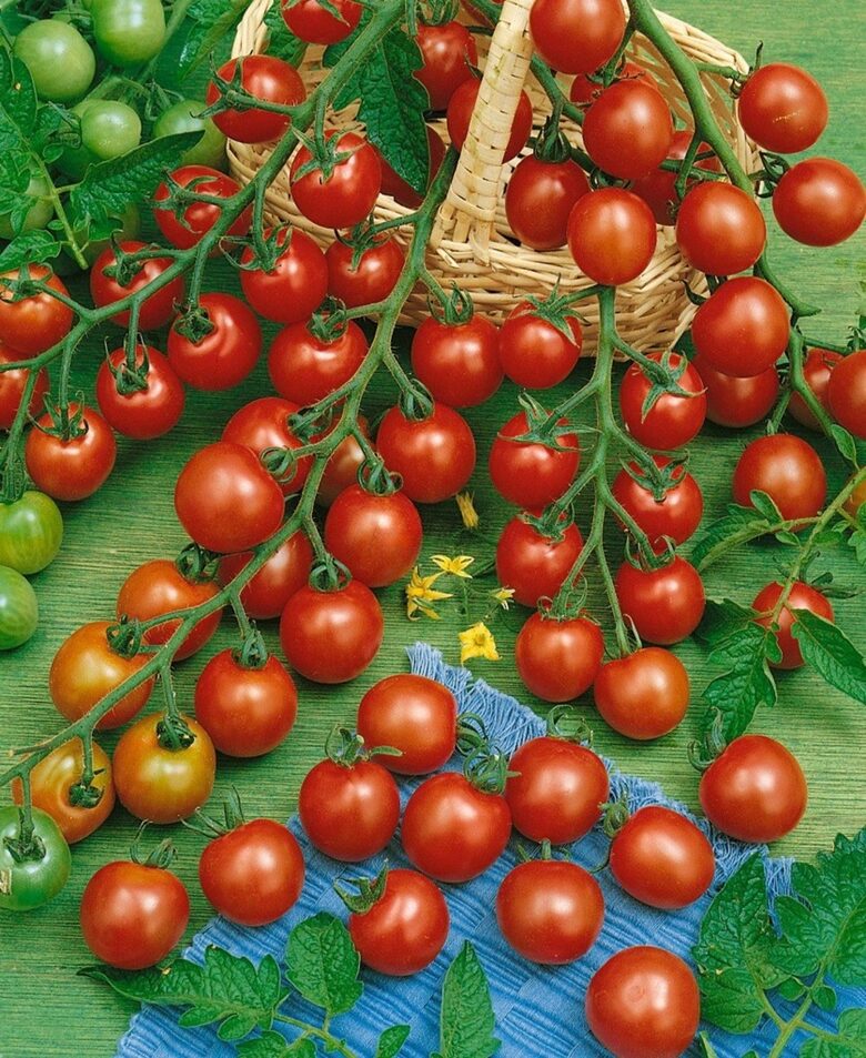 Tomāti Strillo F1, 12 sēklas