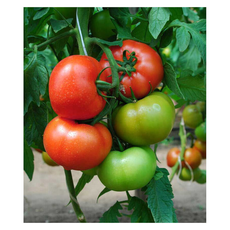 Tomāti Rally F1, 10 sēklas