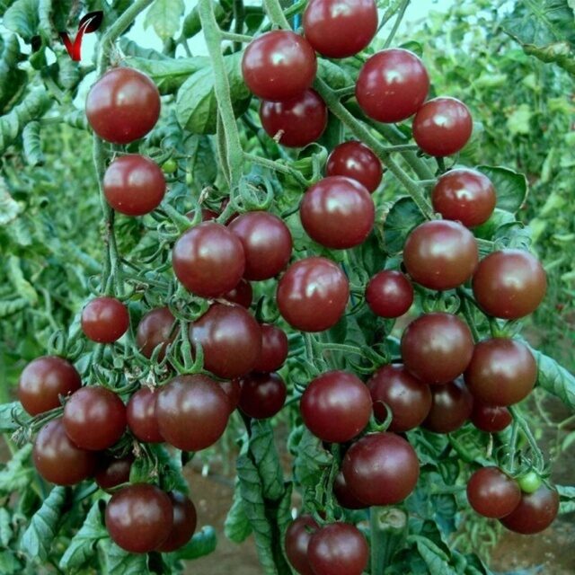 Tomāti Black Cherry, 0.2 grami