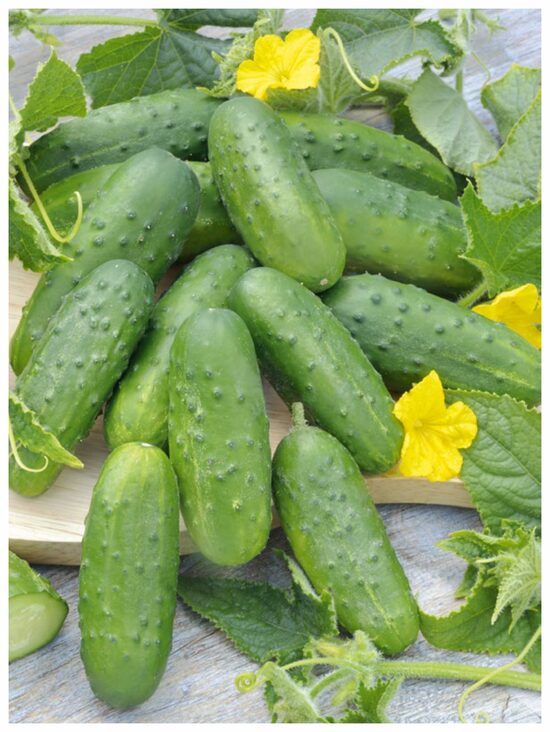 Gurķi Polan F1, 5 grami