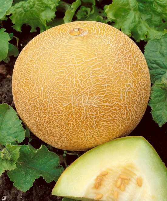 Melones Solartur, 0,8 grami