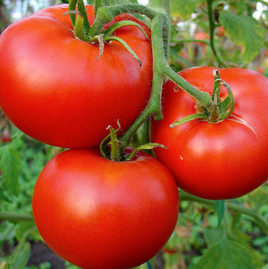 Tomāti Cristal F1, 5 grami