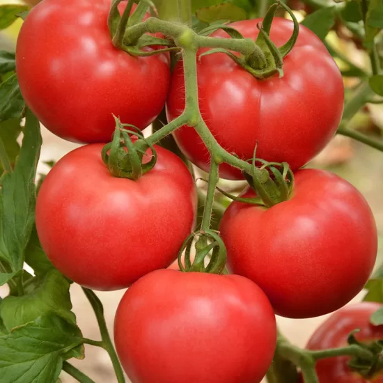 Tomāti Faworyt, 0.75 grami