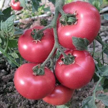 Tomāti Fuji Pink F1, 500 sēklas