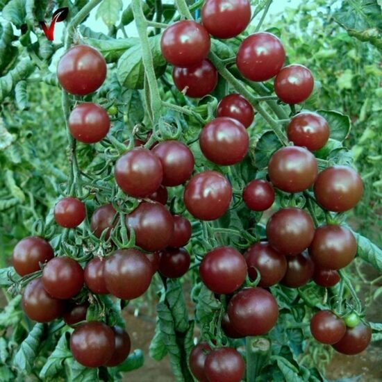 Tomāti Black Cherry, 0.2 grami