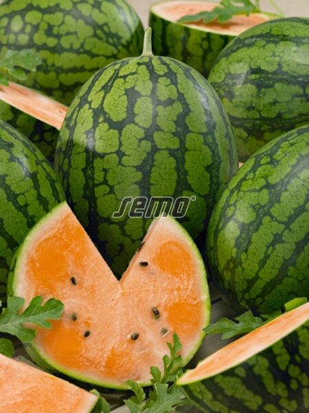 Arbūzi Primaorange F1, 10 sēklas